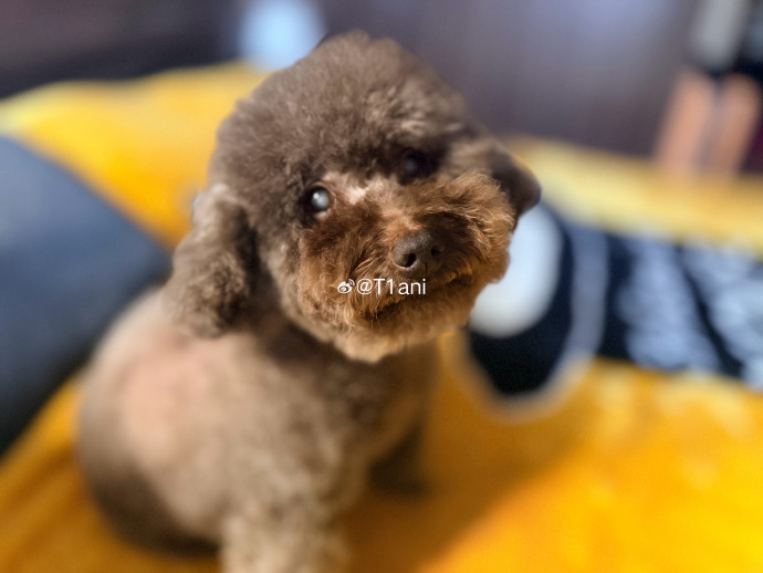 经典回看 — 国风新声 封面